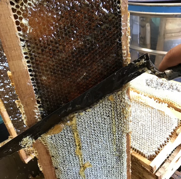 desoperculation-du-miel-copie.jpg
